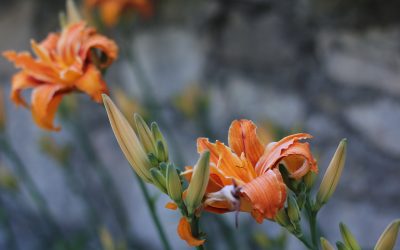 La mission du couple